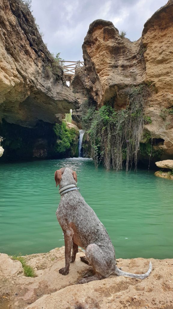Poza y cascada del Salto del Usero junto con la imagen de un perro Braco Alemán mirando