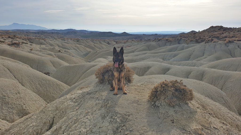 Perro en medio del desierto de Mahoya