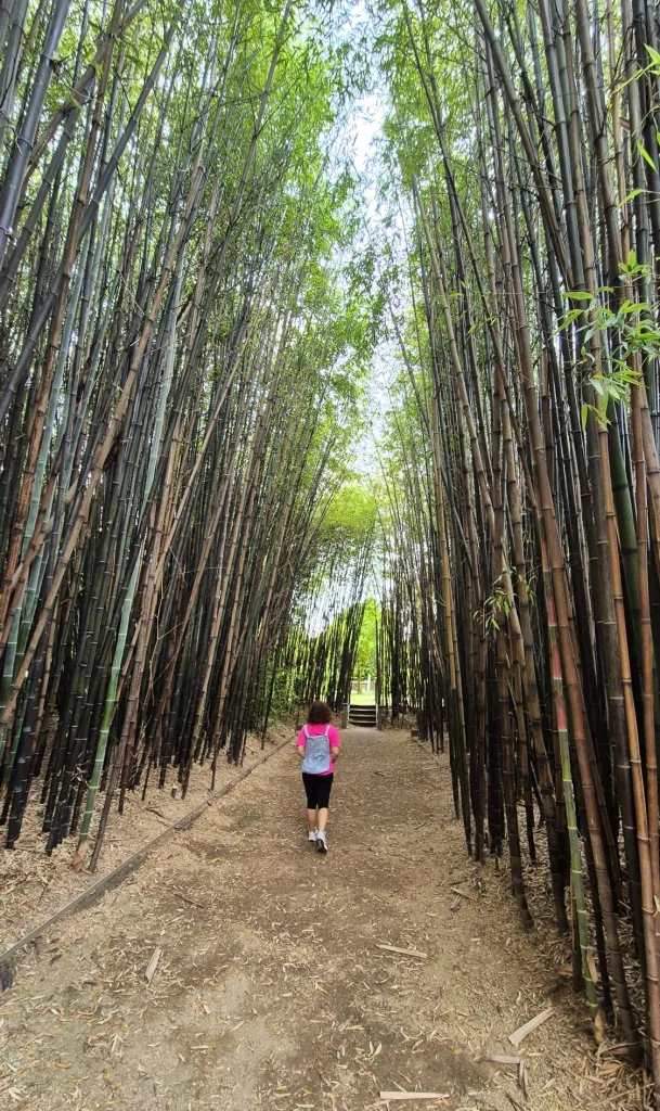Bosque de bambú en Caldas de Reis
